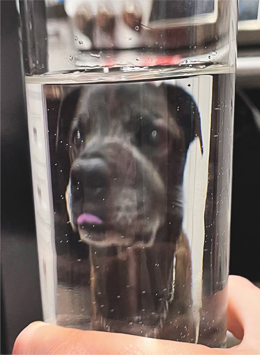 dog looking through a glass of water