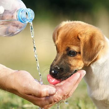 3 Hot Weather Tips To Keep Your Dog Safe This Summer