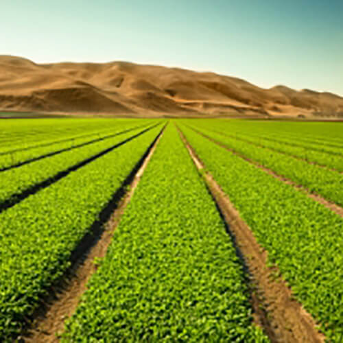 row of crops whose water may be contaminated with nitrates