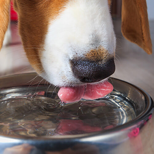 dog drinking clean water treated by a whole house water filtration system